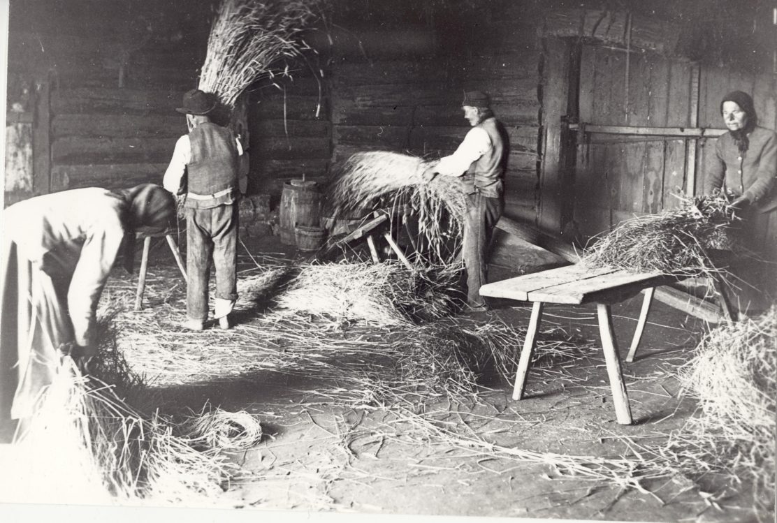 rukkirehe rabamine tüvede löömine ja õlgede puistamine 1932.a. 1112x749