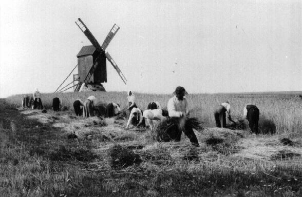 viljalõikustalgud 1